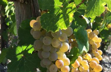 Claes Weinquartier - Appartements & Wein by Niko Schmitt - Foto 17