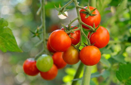 Nadia's house - Photo 22