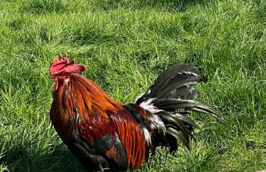 Homerhof - Hofmann Johann junior | Chiemgau Karte - Foto 14