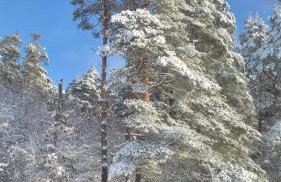 Siedlisko Przy Lesie Alpaka 3 - Foto 27