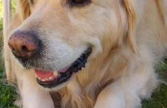 La Casa sul Lago - Foto 3