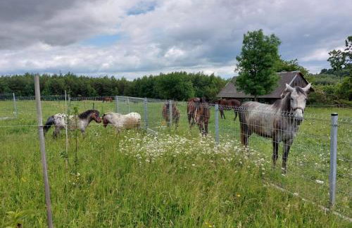 Domki na Łące - Foto 35
