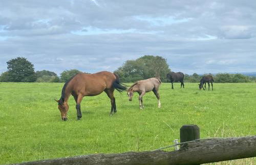 Stillmeadow - Foto 35