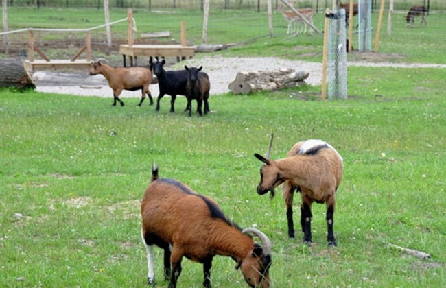 Detached Chalet 30km From Maastricht - Foto 17