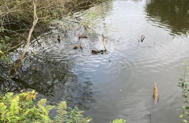 Cherry Croft Lodge - Foto 6