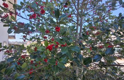 Moradia santa comba - Photo 38