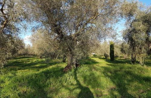 Gaia - Mare, Lago di Bolsena e Terme di Vulci - Foto 38