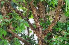 Casa de temporada em Lindoia - PISCINA, FOGÃO A LENHA, CHURRASQUEIRA - Conforto e privacidade - Foto 12