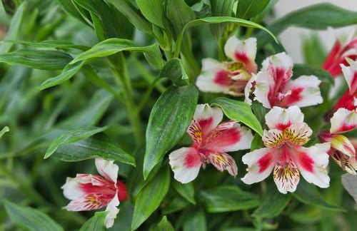 NAVSIKA LUXURY APARTMENT - Foto 25