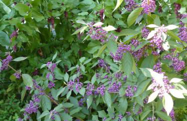 Maison à la Campagne - Foto 68