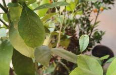 Bloom Apartment - Foto 41