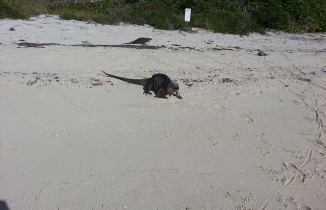 Ocean Mist Villa - Foto 51