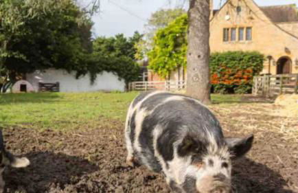 Piglet Cottage - Foto 15