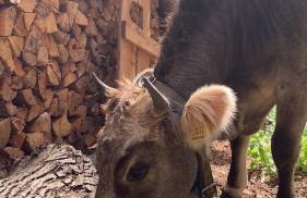 Leithäusl - Photo 68