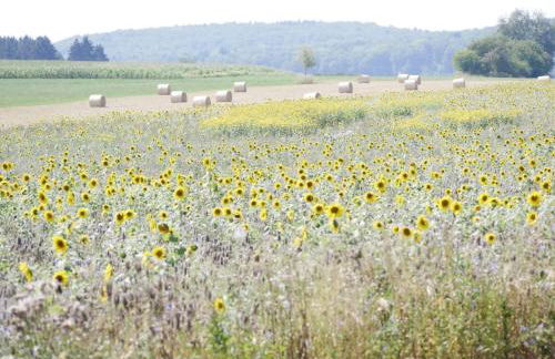 Ferienhaus Eichhölzle - Photo 25