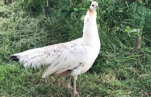 Converted Stone Barn -20 Acres - Farm Animals! - Photo 22