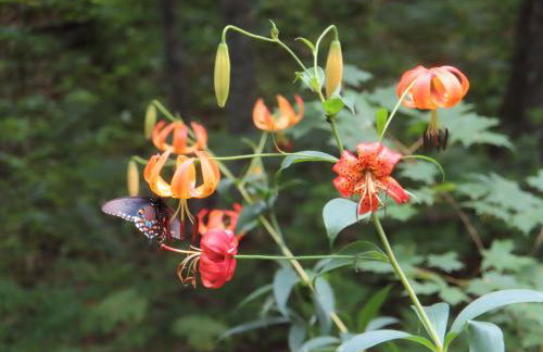 Treetops Cabin easy to Asheville with fast wifi and great view - Foto 44