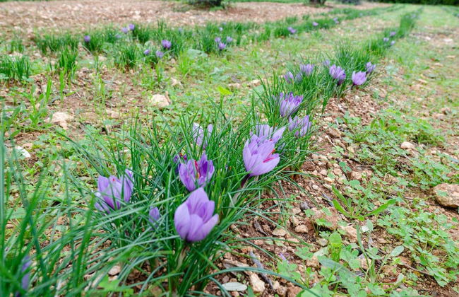 Panacea Residence - Foto 21