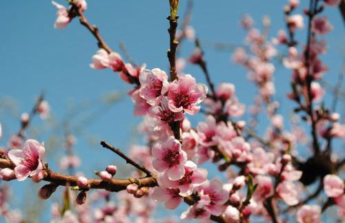 Gites Les Rainettes - Foto 7