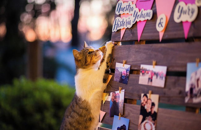 Complejo Turístico Valle del Sol Quillón - Foto 21