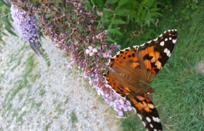 Agriturismo Al Marnich - Foto 75