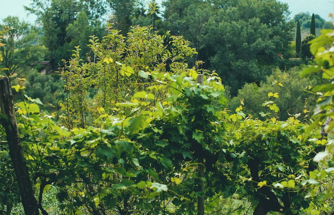 Asolo Norah's Hill Agri Rooms - Foto 126