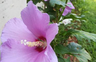 Apartments Eliva - Foto 40