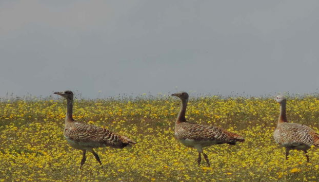 Tour in Cáceres - Photo 3