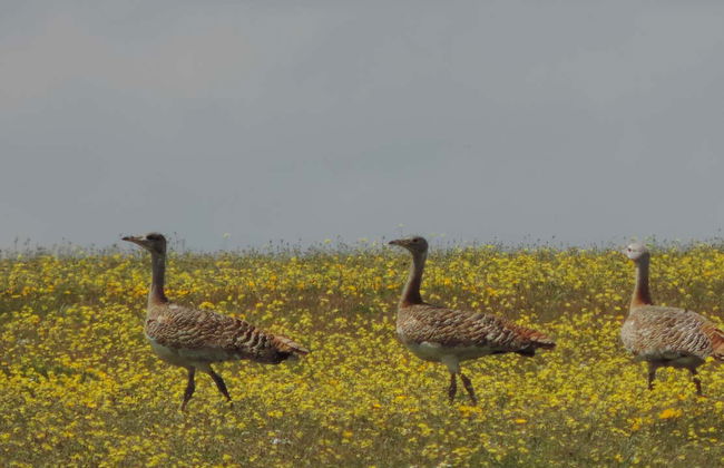 Observation d'oiseaux en Estrémadure - Photo 3