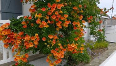 Maison avec jardin à 150 m de la plage - Foto 4