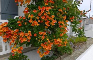 Maison avec jardin à 150 m de la plage - Foto 4