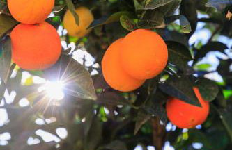 Harmony Country House - Foto 17