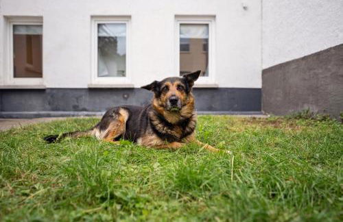 Ferienhaus für Mensch & Hund mit großer Terrasse - Foto 12