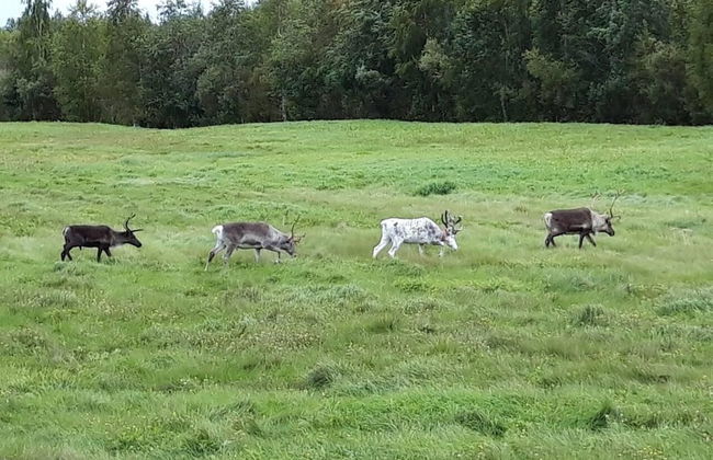 Old Post Office now Cosy Apartment Close to Nature - Foto 20