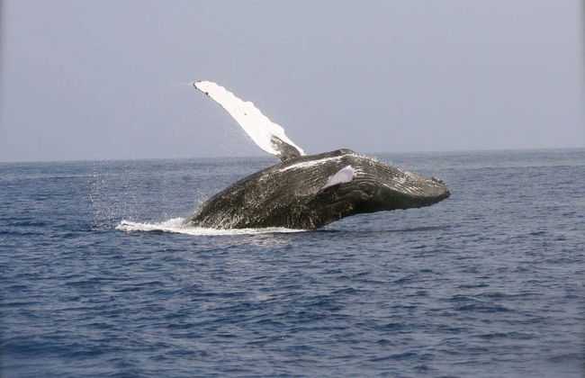 Miches Whale Watching - Photo 2