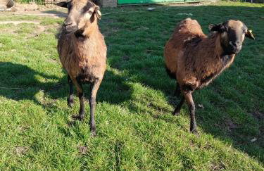 Agroturystyka Przy Wąwozie - Photo 28