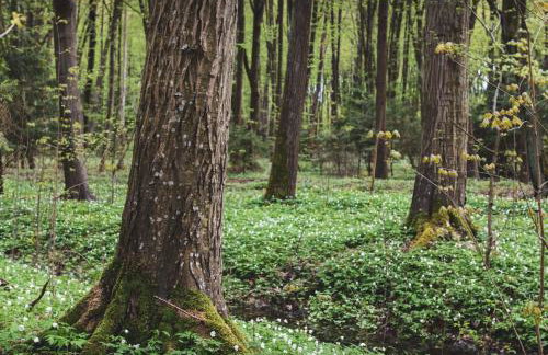 Leśna 21 Dom Północ przy PUSZCZA BIAŁOWIESKA - Foto 29