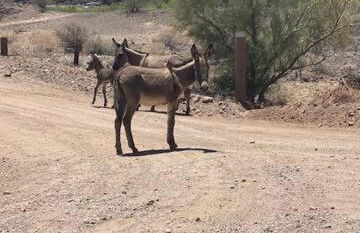 Parker Dreamin with Casita - Foto 26