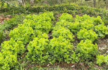 Chalé rural- hospedagem e experiência! - Foto 50