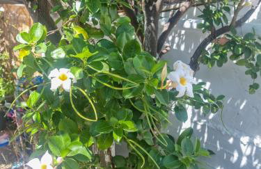 Villa Vanessa - Photo 59