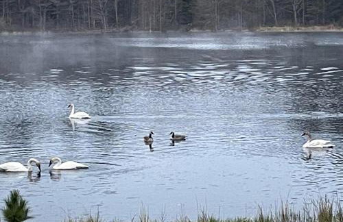 Woodsy and Private- Dream House on a 7 Acre Pond - Foto 4