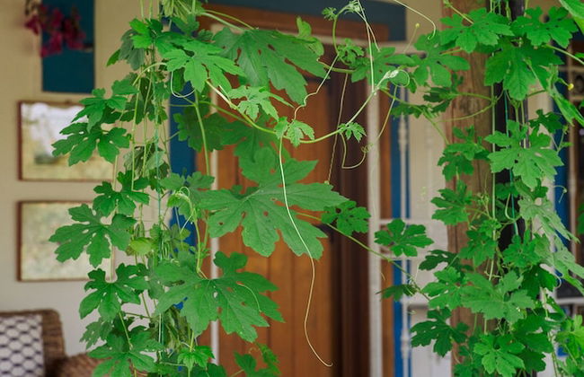 Masal Evimiz Antalya - Photo 60