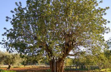 Quinta dos Tesouros - Foto 43