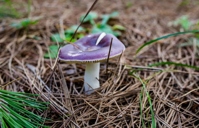 Chalet em Viamão - Foto 34