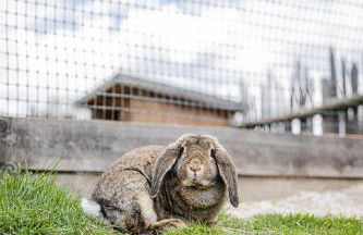 Appartement Birkenhof - Foto 11