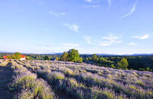 Lavanda farm apartmani - Foto 97
