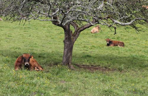 Casa de Aldea en el concejo de Nava, en el centro de Asturias - Foto 34