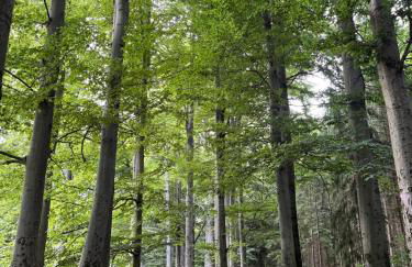 Romantische Ferienwohnung für 5 mit Hund im Erzgebirge - Foto 20