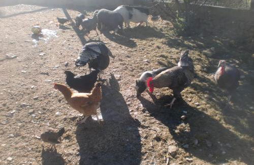 Horta da Quinta - Foto 68