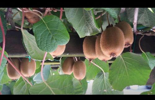 Haus Hofer *** - Foto 22